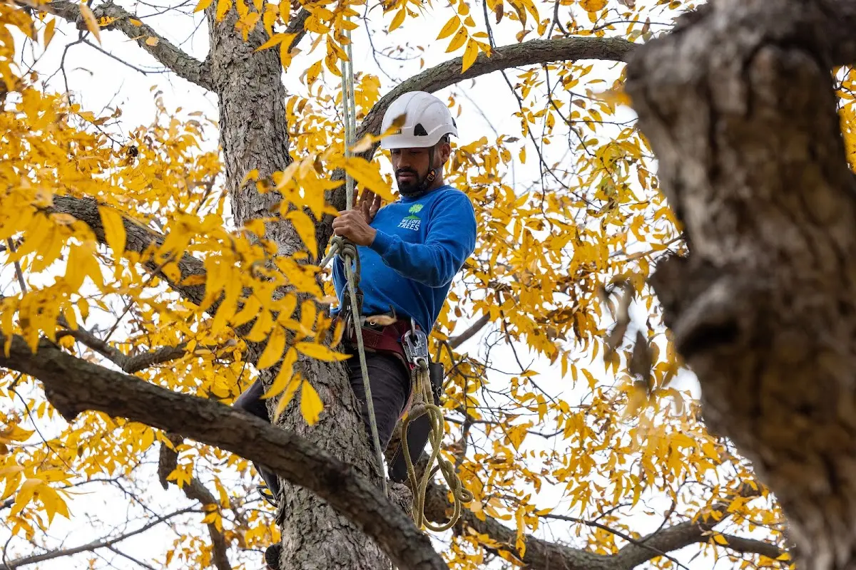 Skilled Tree Trimming crew working in Glen Haven