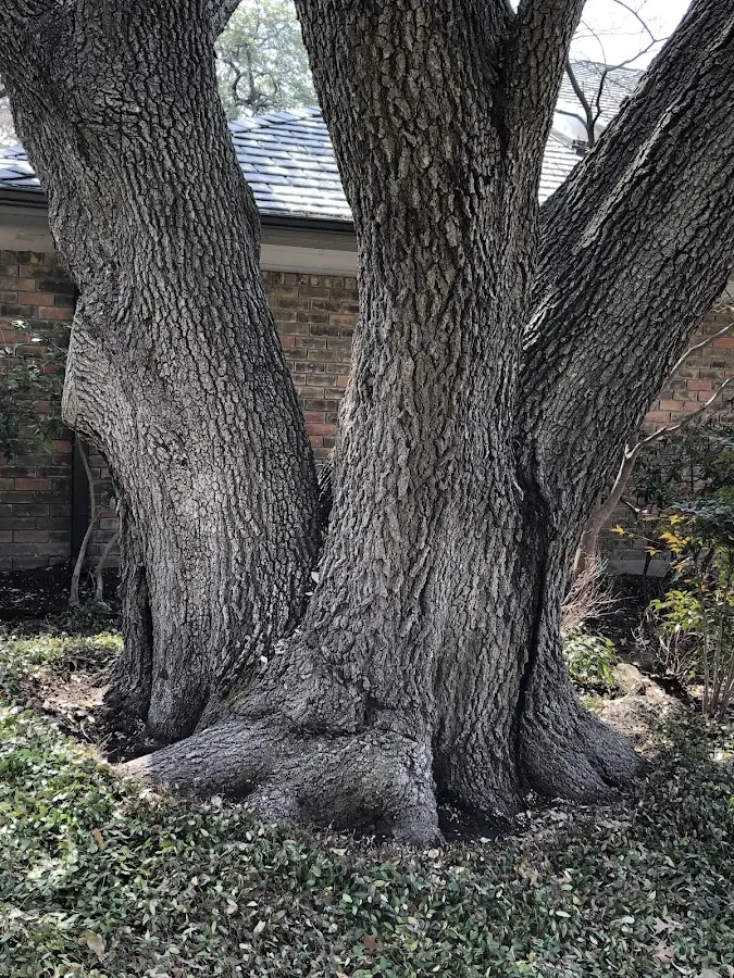 Mature heritage tree close to a Glen Haven property cared for by certified arborists